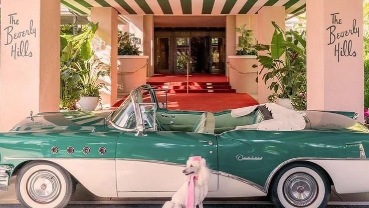 Hotels Above Paw Pet Friendly Hotels For Both Man Mans Best Friend